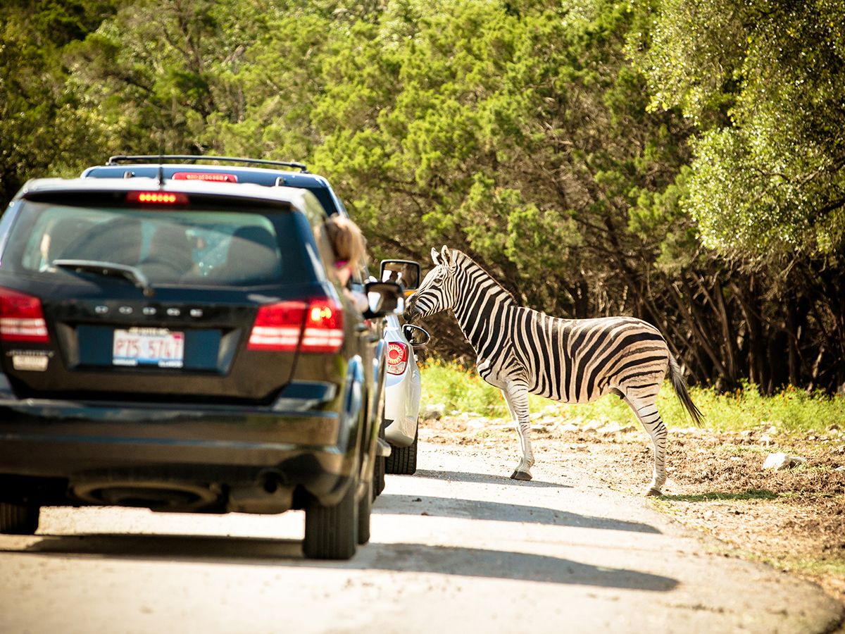 Safari Zebra