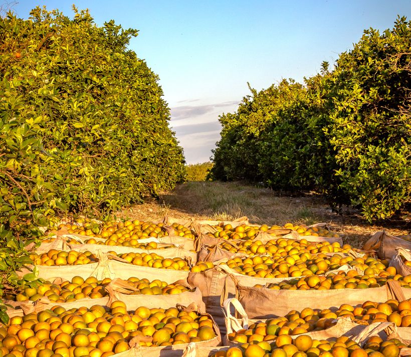 Harvested oranges