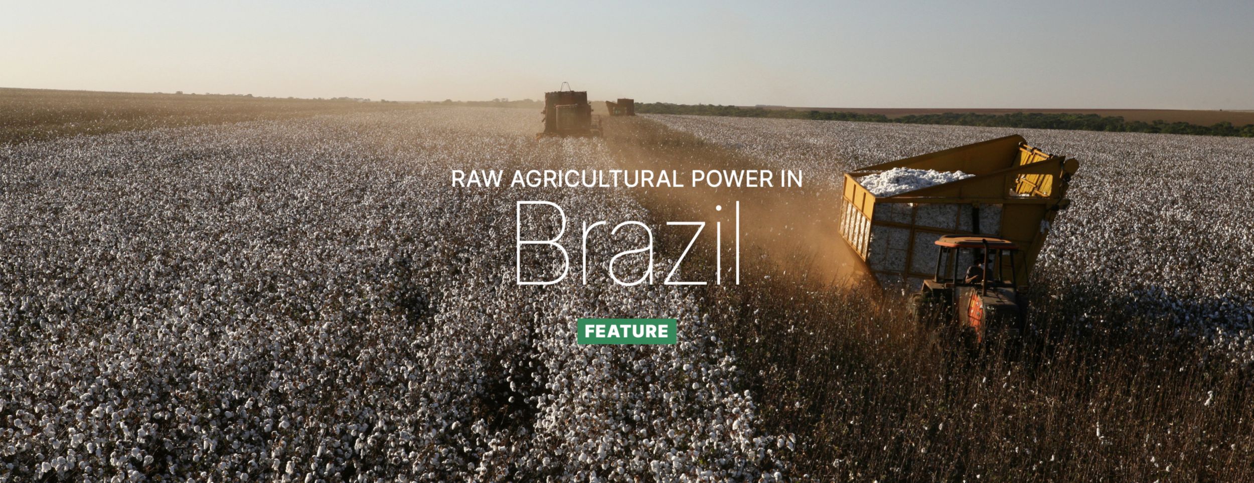 Cotton harvest in Brazil