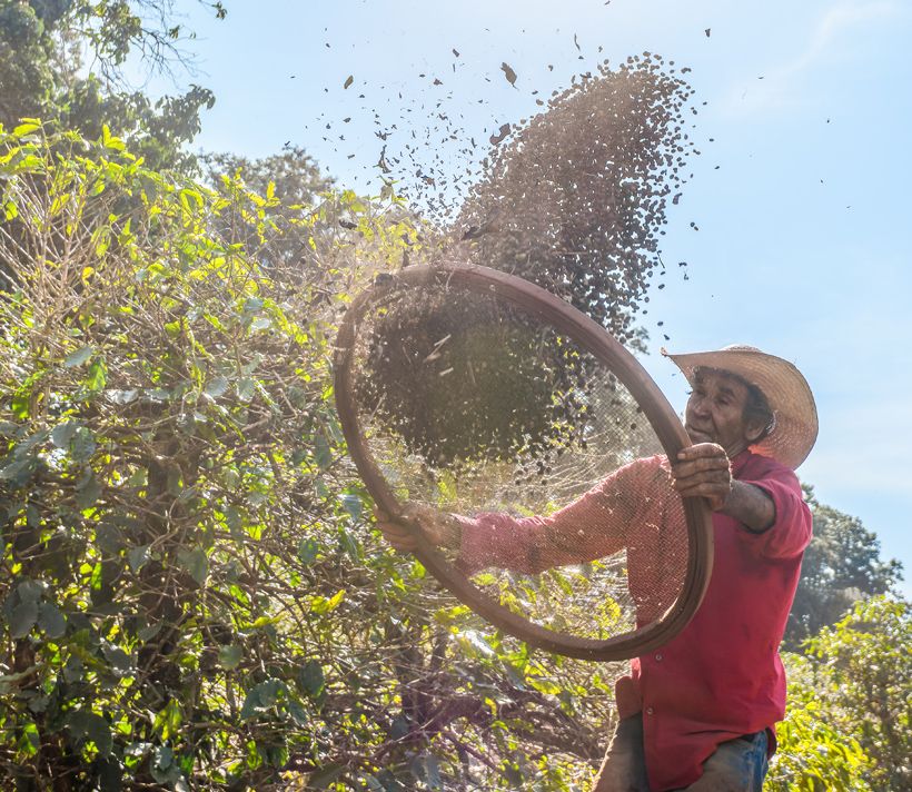 Farmer sieving coffee beans