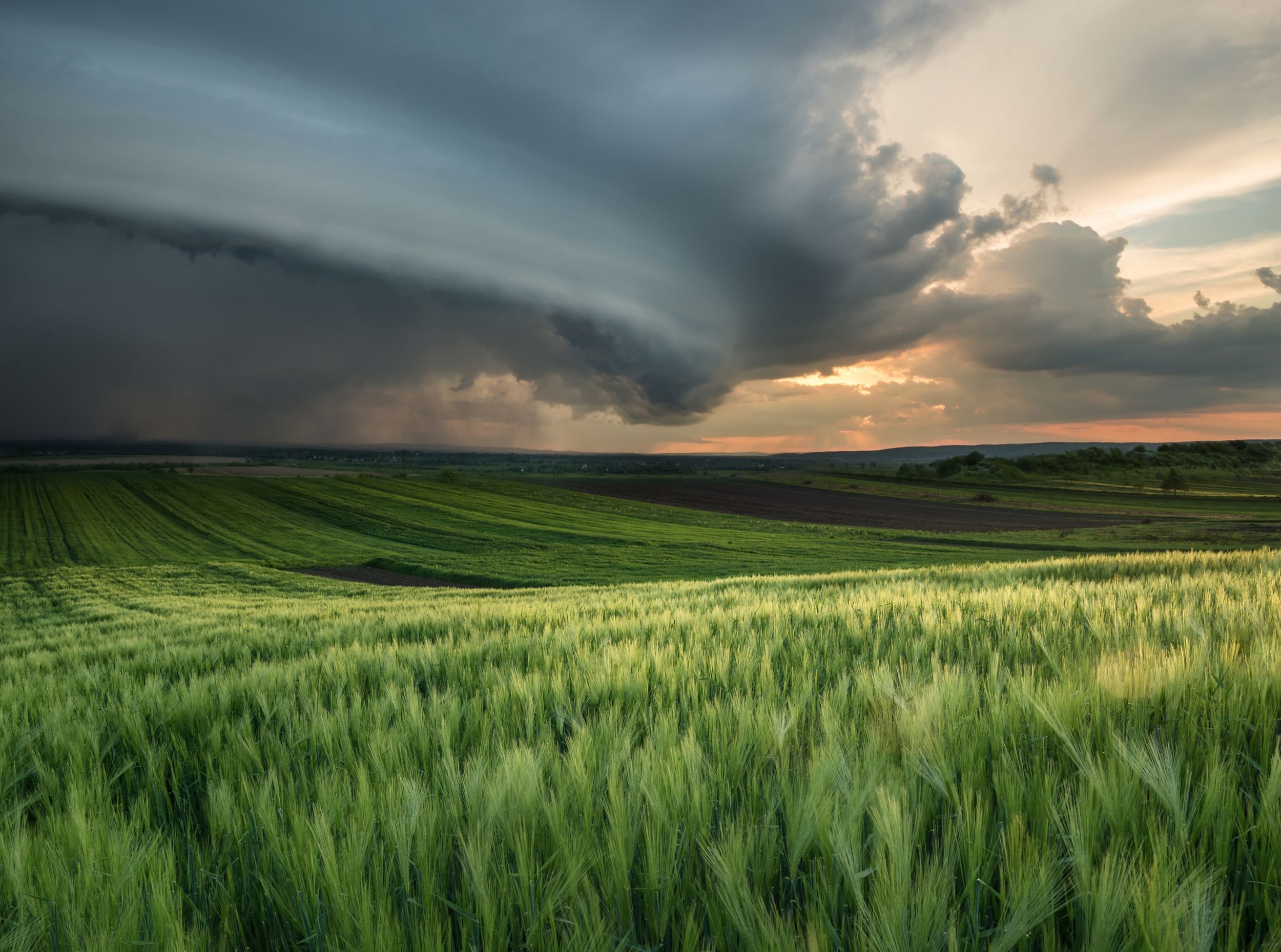 photo of a field of crops