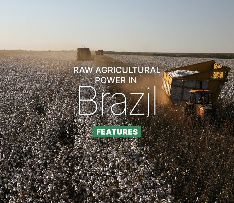 Cotton harvest in Brazil