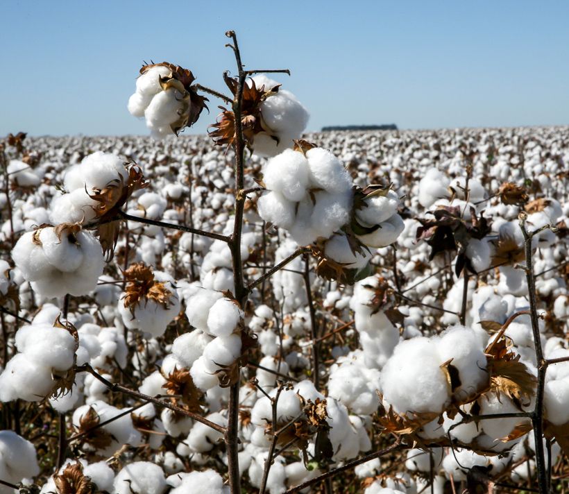 Cotton growing