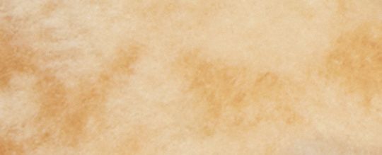 經典 SIGNATURE SHEARLING 收藏小熊公仔