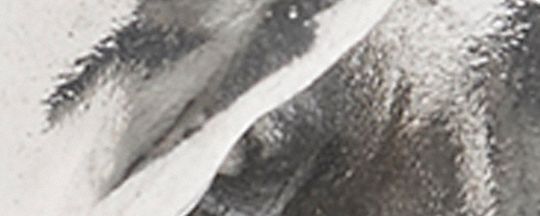 BIRD SKULL 單耳耳環