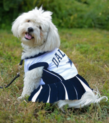 dallas cowboys pet gear