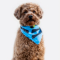 AT&T Pet Bandana