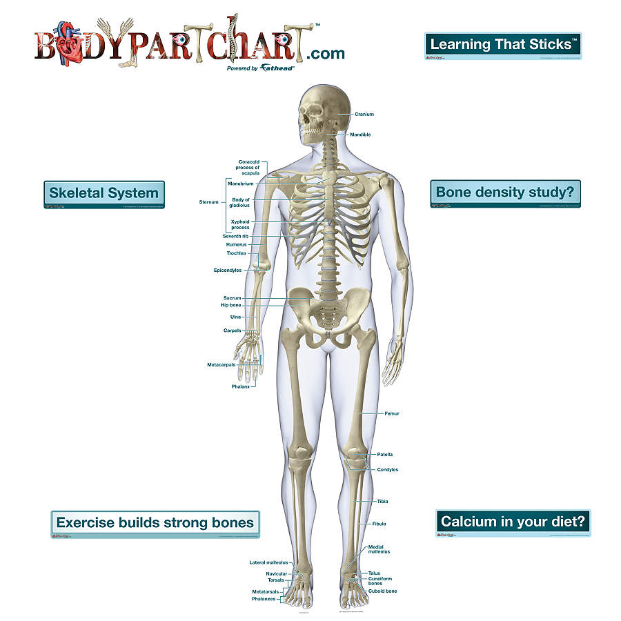 Skeletal System – Front View Labeled Decal | Shop Fathead Anatomical
