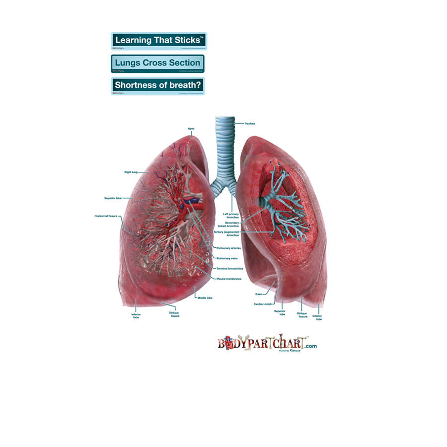 Lungs Cross-Section Labeled Decal | Shop Fathead Anatomical Images Graphics