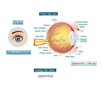 simplified-eye-labeled-decal-shop-fathead-anatomical-images-graphics