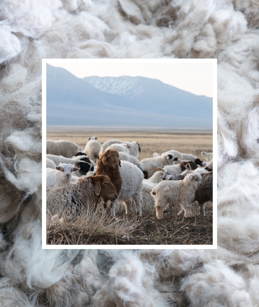 A pile of cashmere fibres from the Zalaa Jinst white goat. A herd of white goats, with a couple of brown goats, relax in front of a Mongolian mountain range.