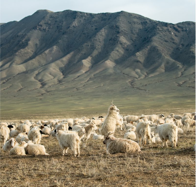 Troupeau de chèvres blanches dans une vallée de Mongolie, avec chaîne de montagnes en arrière-plan