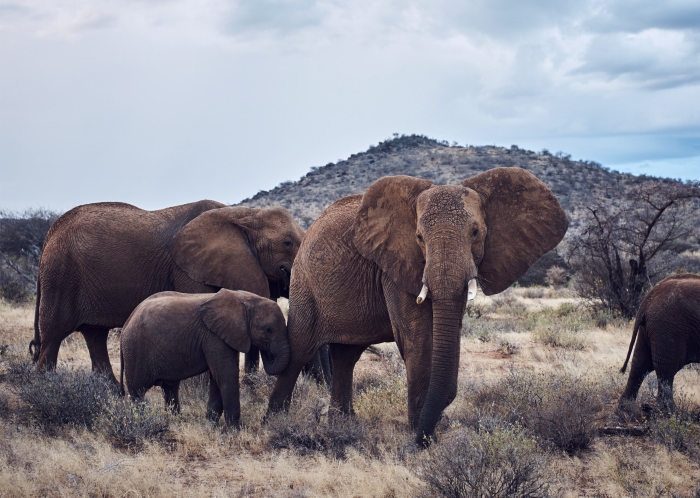 Holt Renfrew Image of Elephants