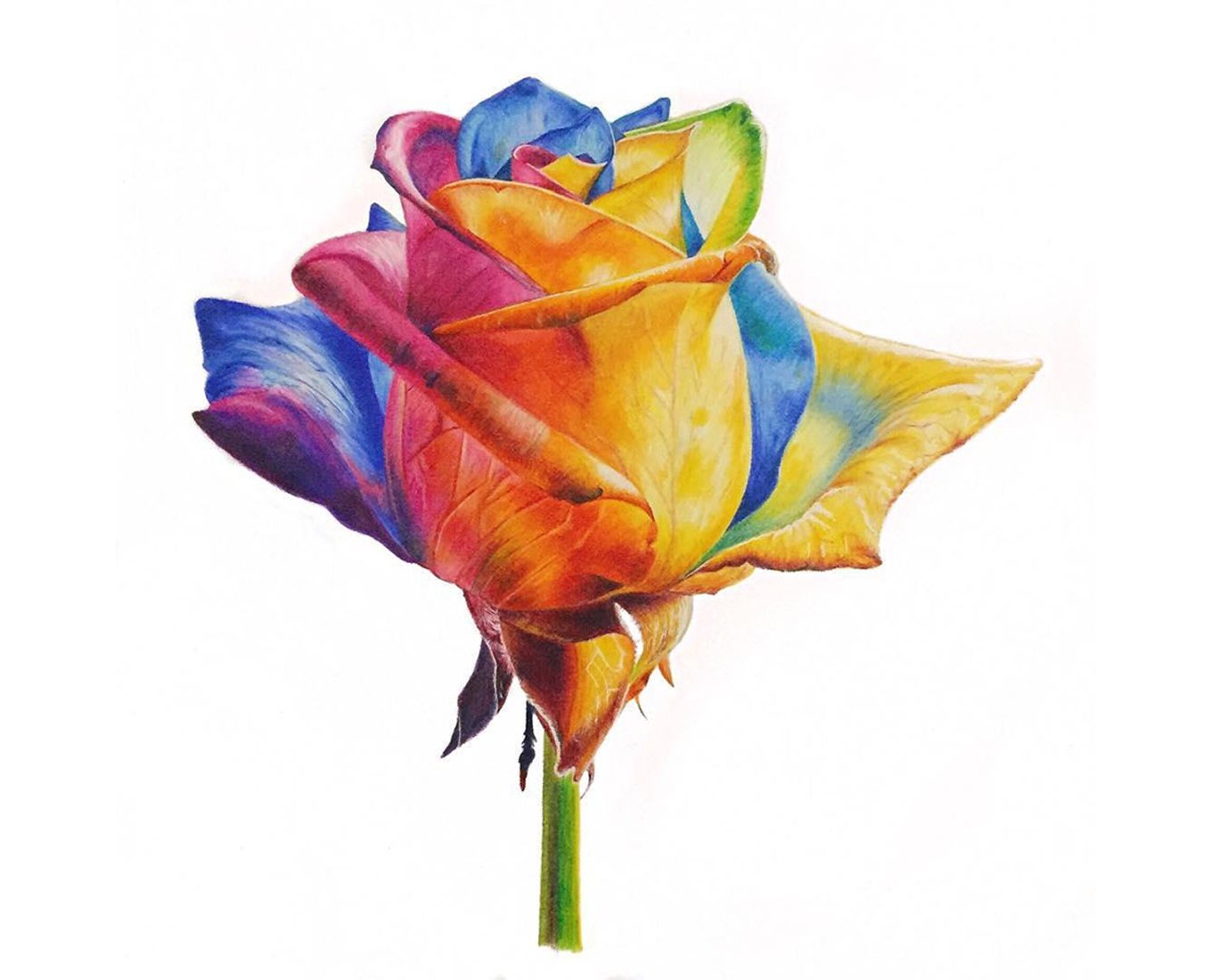 Flower Drawing With Colour Shading The shading, like the width of the folds, varies between soft edges or highlights depending on the material, so it's good to familiarise yourself with as many materials as possible to build up a rich visual library. flower drawing with colour shading