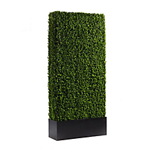 Check out the Boxwood Hedge Panel 84" x 48" x10" for rent