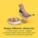 Product KAYTEE® Fiesta Canary & Finch Food