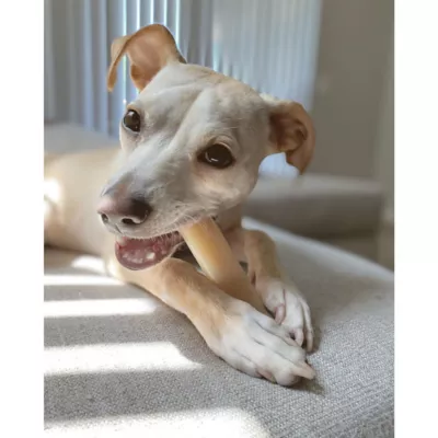 Product Nylabone® DuraChew® Bone Chew Dog Toy