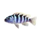 Product Kennyi African Cichlid