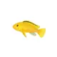 Product Electric Yellow Labidochromis African Cichlid