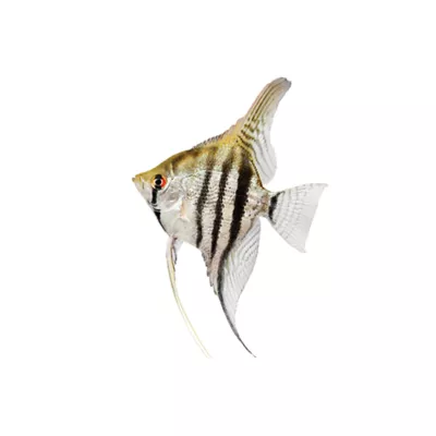 Product Angelfish