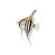 Product Angelfish