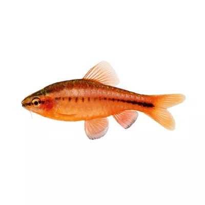 Product Cherry Barb
