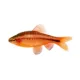 Product Cherry Barb
