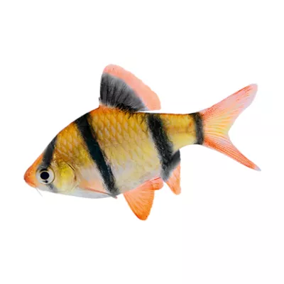 Product Tiger Barb