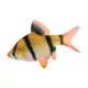 Product Tiger Barb