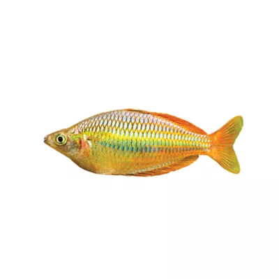 Product Australian Rainbowfish