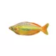 Product Australian Rainbowfish