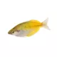 Product Boesemani Rainbowfish