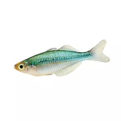Product Turquoise Rainbowfish