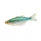 Product Turquoise Rainbowfish
