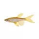 Product Long Finned Leopard Danio
