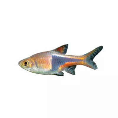 Product Rasbora Heteromorpha