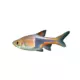Product Rasbora Heteromorpha