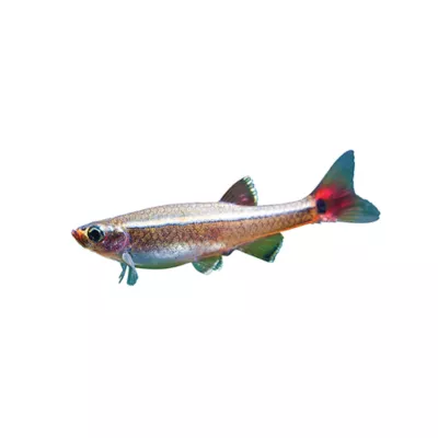 Product White Cloud Mountain Minnow