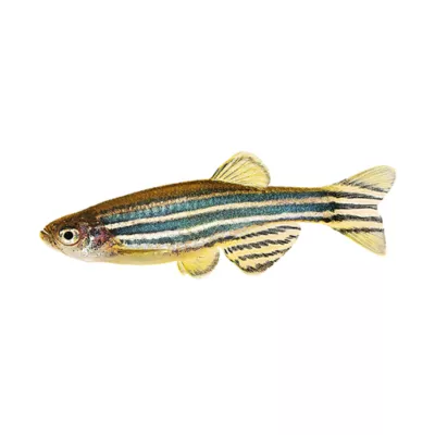 Product Zebra Danio