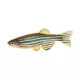 Product Zebra Danio