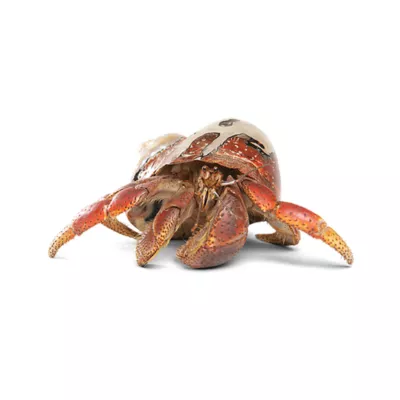 Product Hermit Crab
