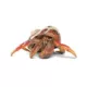 Product Hermit Crab