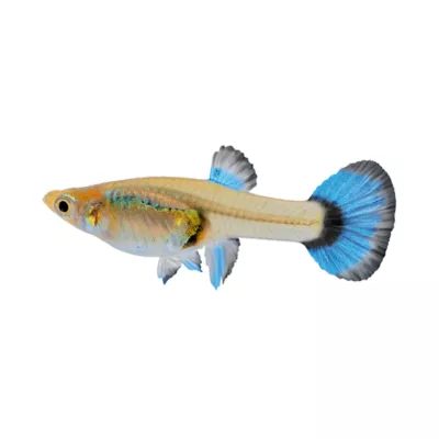 Product Female Fancy Guppy