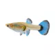 Product Female Fancy Guppy