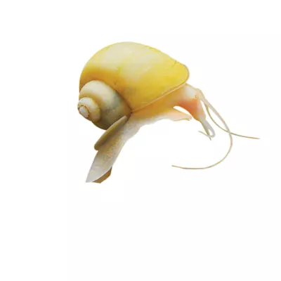Product Gold Mystery Snail