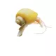 Product Gold Mystery Snail
