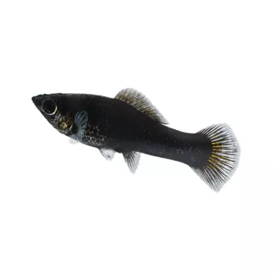 Product Black Molly