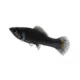 Product Black Molly