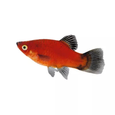 Product Red Wag Platy