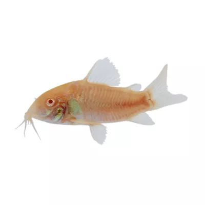 Product Albino Cory Catfish